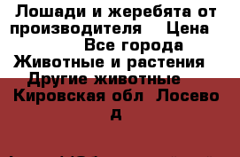 Лошади и жеребята от производителя. › Цена ­ 120 - Все города Животные и растения » Другие животные   . Кировская обл.,Лосево д.
